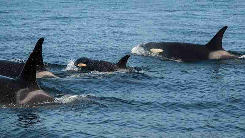 J 50 orca family h, tags: die der orcas salish - CC BY-SA